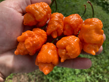 Load image into Gallery viewer, “Repo Mang” (BOC X Reaper OG3) (Pepper Seeds)