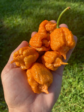 Load image into Gallery viewer, “Orange Creamo” (BOC X Primo Orange)(Pepper Seeds)