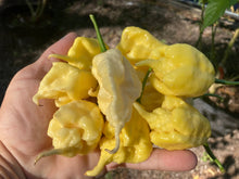 Load image into Gallery viewer, White Ghost Scorpion Mix (Bumpy, XL, & Meringue) (Pepper Seeds)