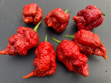 Load image into Gallery viewer, Tiberius Mauler Caramel (Pepper Seeds)