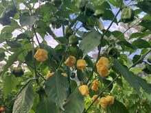 Load image into Gallery viewer, “Creamo” BOC X Primo (Cream) Pepper Seeds