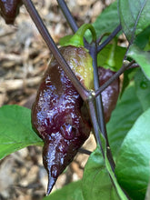 Load image into Gallery viewer, PJ Orange OG (Pimenta Jolokia)(Pepper Seeds)