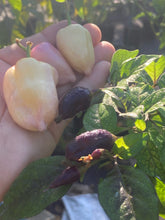 Load image into Gallery viewer, Purple Uprising White (Pepper Seeds)