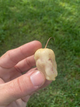Load image into Gallery viewer, Purple Uprising White (Pepper Seeds)
