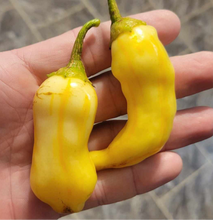 Load image into Gallery viewer, SR White Bell Stripey (Pepper Seeds)
