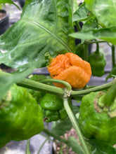 Load image into Gallery viewer, “Repo Mang” (BOC X Reaper OG3) (Pepper Seeds)