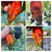 Load image into Gallery viewer, Primo Noir (Blushed) (Pepper Seeds)