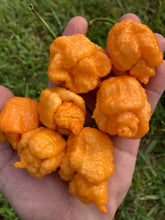 Load image into Gallery viewer, “Repo Mang” (BOC X Reaper OG3) (Pepper Seeds)