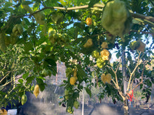 Load image into Gallery viewer, White Ghost Scorpion Mix (Bumpy, XL, & Meringue) (Pepper Seeds)