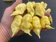 Load image into Gallery viewer, White Ghost Scorpion Mix (Bumpy, XL, & Meringue) (Pepper Seeds)