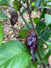 Load image into Gallery viewer, PJ Orange OG (Pimenta Jolokia)(Pepper Seeds)