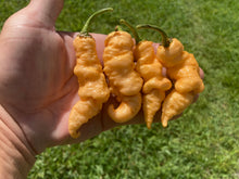 Load image into Gallery viewer, Tiberius Mauler Peach (Pepper Seeds)
