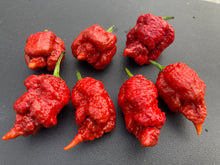 Load image into Gallery viewer, Tiberius Mauler Caramel (Pepper Seeds)