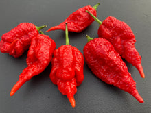 Load image into Gallery viewer, Tiberius Mauler Red (Pepper Seeds)