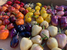 Load image into Gallery viewer, PurpleGum Yellow Bright (Pepper Seeds)