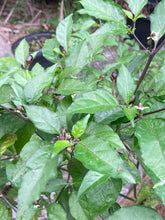 Load image into Gallery viewer, Purplegum Orange Bright (Pepper Seeds)