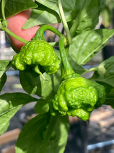 Load image into Gallery viewer, Scotch Brains (Pepper Seeds)