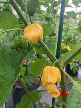 Load image into Gallery viewer, “Creamo” BOC X Primo (Cream) Pepper Seeds