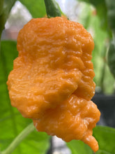 Load image into Gallery viewer, “Repo Mang” (BOC X Reaper OG3) (Pepper Seeds)