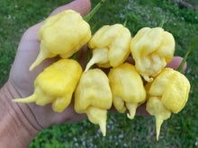 Load image into Gallery viewer, White Ghost Scorpion Mix (Bumpy, XL, & Meringue) (Pepper Seeds)