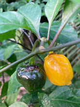 Load image into Gallery viewer, PurpleGum Yellow Bright (Pepper Seeds)