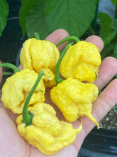 Load image into Gallery viewer, “Creamo” BOC X Primo (Cream) Pepper Seeds