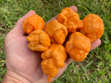 Load image into Gallery viewer, “Repo Mang” (BOC X Reaper OG3) (Pepper Seeds)