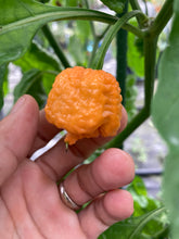 Load image into Gallery viewer, “Repo Mang” (BOC X Reaper OG3) (Pepper Seeds)