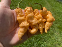 Load image into Gallery viewer, Tiberius Mauler Peach (Pepper Seeds)