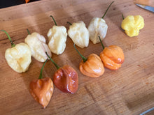 Load image into Gallery viewer, Purple Uprising White (Pepper Seeds)