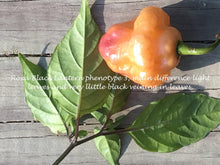 Load image into Gallery viewer, Roxa Lantern (T-E Mix)(Pepper Seeds)