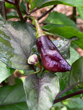 Load image into Gallery viewer, PJ Orange OG (Pimenta Jolokia)(Pepper Seeds)