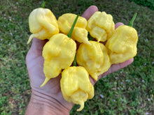Load image into Gallery viewer, White Ghost Scorpion Mix (Bumpy, XL, & Meringue) (Pepper Seeds)