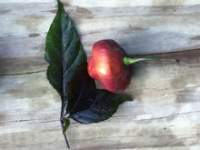 Load image into Gallery viewer, Roxa Lantern (T-E Mix)(Pepper Seeds)