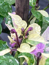 Load image into Gallery viewer, Trixster Polychrome Mix (Pepper Seeds)