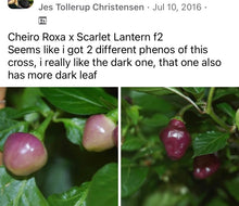 Load image into Gallery viewer, Roxa Lantern (Pepper Seeds)