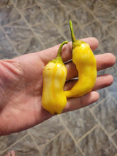 Load image into Gallery viewer, SR White Bell Stripey (Pepper Seeds)