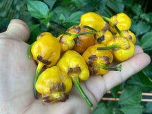 Load image into Gallery viewer, PurpleGum Yellow Bright (Pepper Seeds)
