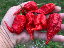 Load image into Gallery viewer, Tiberius Mauler Red (Pepper Seeds)