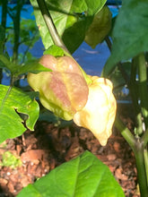 Load image into Gallery viewer, Purple Uprising White (Pepper Seeds)