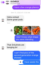 Load image into Gallery viewer, “Repossession” (BOC Reaper OG1)(Pepper Seeds)