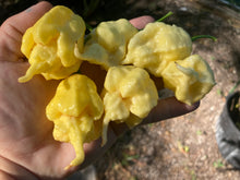 Load image into Gallery viewer, White Ghost Scorpion Mix (Bumpy, XL, & Meringue) (Pepper Seeds)