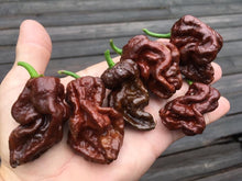 Load image into Gallery viewer, Guwa "X" Chocolate (Pepper Seeds)