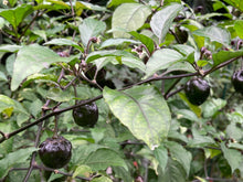 Load image into Gallery viewer, Purplegum Orange Bright (Pepper Seeds)