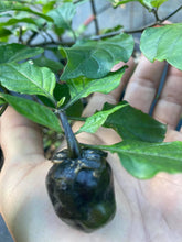 Load image into Gallery viewer, Bubblegum Purple Ghostscorpion Red (Pepper Seeds)