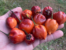 Load image into Gallery viewer, Purplegum Orange Bright (Pepper Seeds)