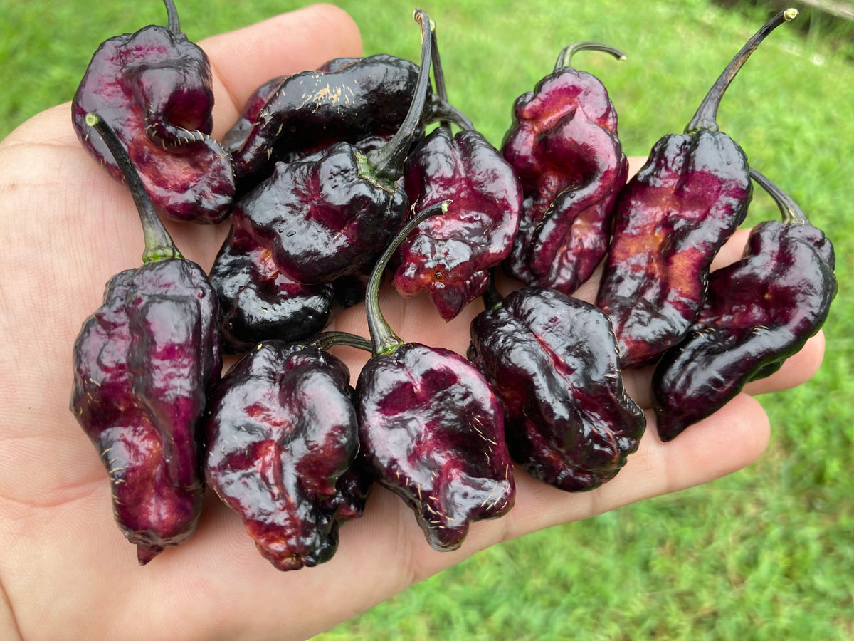 PJ Black Ice Cream (Pepper Seeds) – Towns-End Chili & Spice