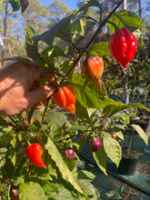 Load image into Gallery viewer, Voltron (T-E)(Pepper Seeds)