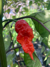 Load image into Gallery viewer, Primo Noir (Stinger Select) (Pepper Seeds)