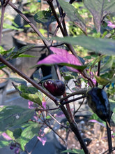 Load image into Gallery viewer, Trixster Polychrome Mix (Pepper Seeds)